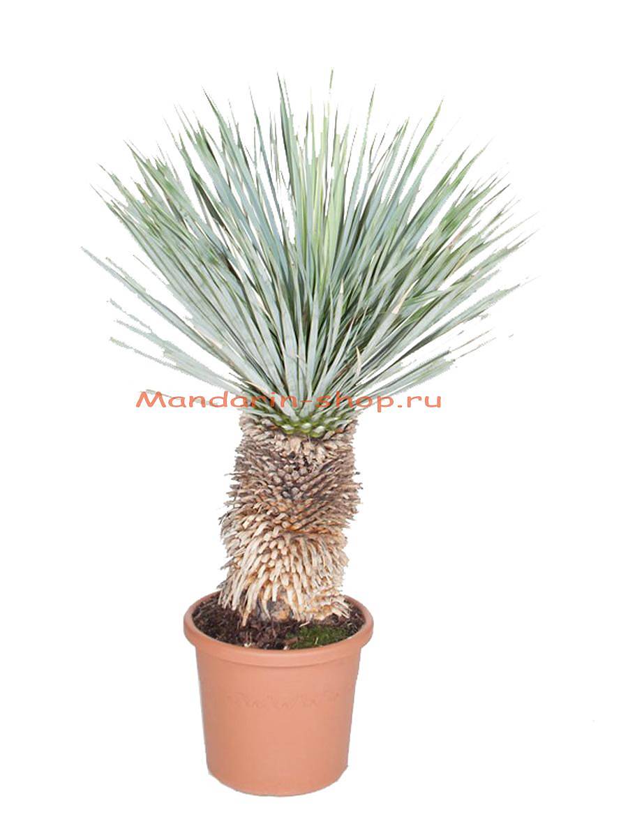 Пальма Юкка разветвленная - Yucca rostrata D30 H100
