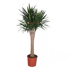 Пальма Юкка - Yucca Stem Branched D34 H180