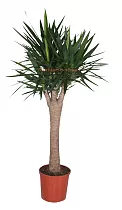 Пальма Юкка - Yucca Stem Branched D34 H180