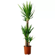 Пальма Юкка 3 ствола - Yucca D21 H130