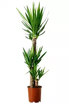 Пальма Юкка 3 ствола - Yucca D21 H130