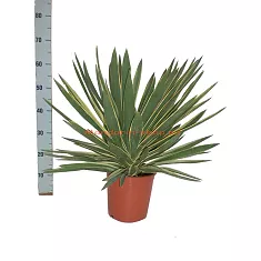 Пальма Юкка славная пестролистная - Yucca gloriosa 'Variegata' D21 H70