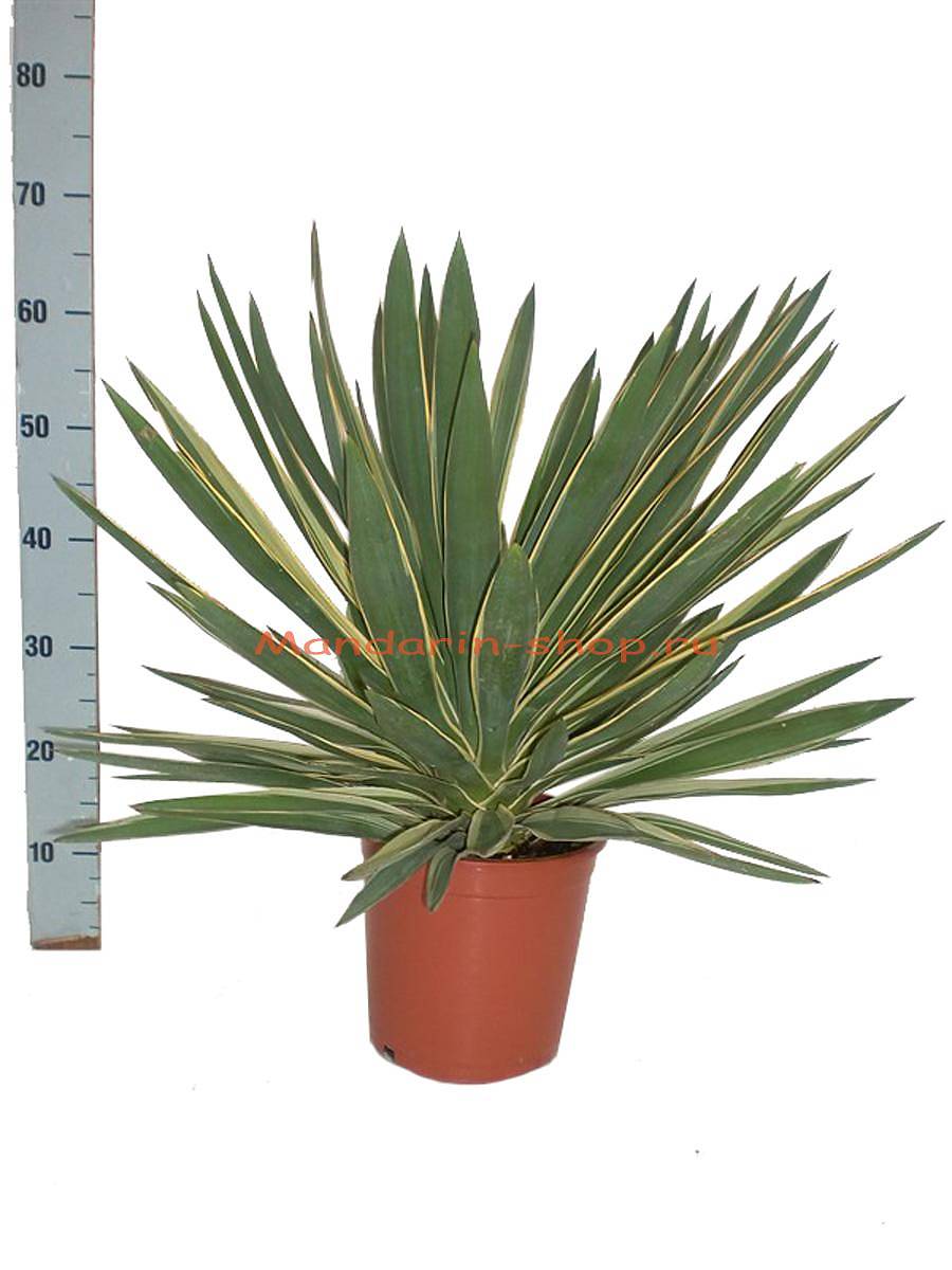 Пальма Юкка славная пестролистная - Yucca gloriosa 'Variegata' D21 H70