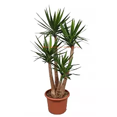 Пальма Юкка слоновая - Yucca elephantipes branched D40 H160