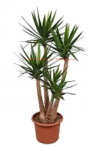 Пальма Юкка слоновая - Yucca elephantipes branched D40 H160