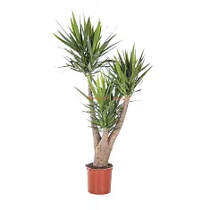 Пальма Юкка - Yucca Branched D34 D170