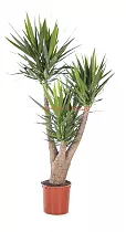 Пальма Юкка - Yucca Branched D34 D170