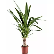 Пальма Юкка - Yucca D12 H45