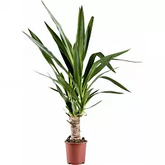 Пальма Юкка - Yucca D12 H45