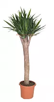 Пальма Юкка - Yucca Stem Branched D40 H200
