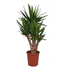 Пальма Юкка слоновая- Yucca elephantipes branched D27 H120