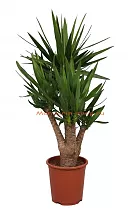 Пальма Юкка слоновая- Yucca elephantipes branched D27 H120