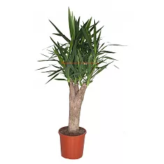 Пальма Юкка - Yucca Stem Branched D32 H150