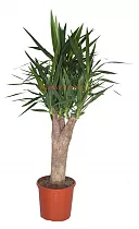 Пальма Юкка - Yucca Stem Branched D32 H150