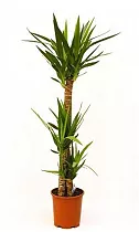 Пальма Юкка - Yucca D28 H150