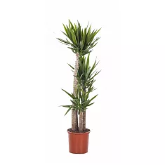 Пальма Юкка- Yucca D20 H120