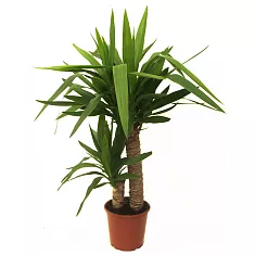 Пальма Юкка - Yucca D15 H60