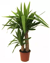 Пальма Юкка - Yucca D15 H60