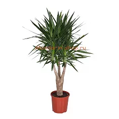 Пальма Юкка - Yucca Branched D32 H150