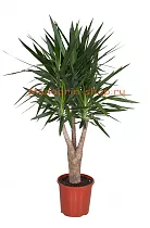 Пальма Юкка - Yucca Branched D32 H150