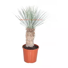 Пальма Юкка разветвленная - Yucca rostrata D32 H100
