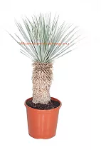 Пальма Юкка разветвленная - Yucca rostrata D32 H100