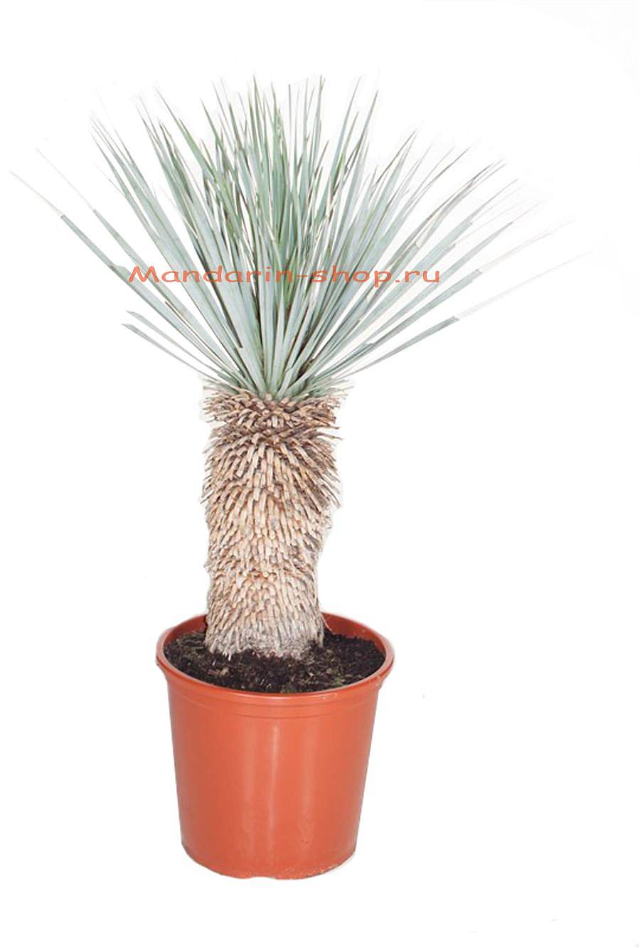 Пальма Юкка разветвленная - Yucca rostrata D32 H100