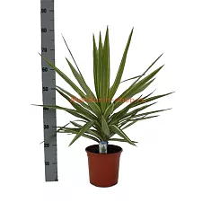 Пальма Юкка слоновья нога - Yucca elephantipes 'Jewel' D21 H75