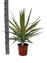 Пальма Юкка слоновья нога - Yucca elephantipes 'Jewel' D21 H75