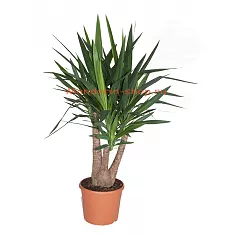 Пальма Юкка - Yucca Branched D30 H120