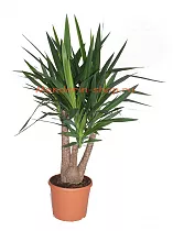 Пальма Юкка - Yucca Branched D30 H120