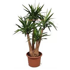 Пальма Юкка - Yucca elephantipes vertakt + armen D45 H170