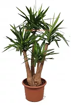 Пальма Юкка - Yucca elephantipes vertakt + armen D45 H170