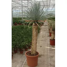 Пальма Юкка разветвленная - Yucca rostrata D48 H200