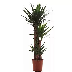 Пальма Юкка 3 ствола - Yucca D30 H140