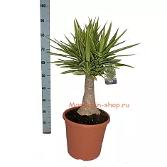 Пальма Юкка слоновья нога - Yucca elephantipes 'Jewel' D30 H95