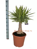 Пальма Юкка слоновья нога - Yucca elephantipes 'Jewel' D30 H95