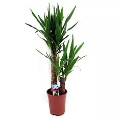 Пальма Юкка 2 ствола - Yucca D30 H130