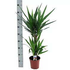 Пальма Юкка - Yucca D20 H90