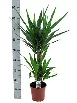 Пальма Юкка - Yucca D20 H90