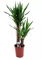 Пальма Юкка 2 ствола - Yucca D30 H130