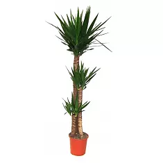 Пальма Юкка - Yucca D32 H180