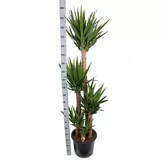 Пальма Юкка - Yucca D32 H200