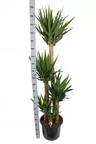 Пальма Юкка - Yucca D32 H200