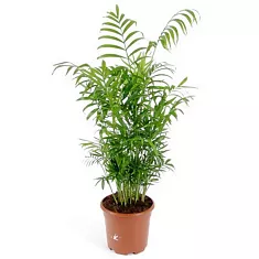 Пальма Хамедорея изящная (элеганс) - Chamaedorea elegans D30 H150