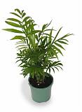 Пальма Хамедорея изящная (элеганс) - Chamaedorea elegans D12 H50
