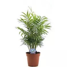 Пальма Хамедорея изящная (элеганс) - Chamaedorea elegans D25 H110
