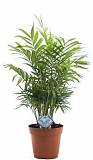 Пальма Хамедорея изящная (элеганс) - Chamaedorea elegans D25 H110