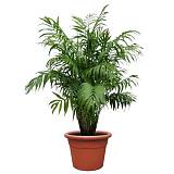 Пальма Хамедорея изящная (элеганс) - Chamaedorea elegans D30 H170