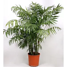 Пальма Хамедорея изящная (элеганс) - Chamaedorea elegans D35 H180